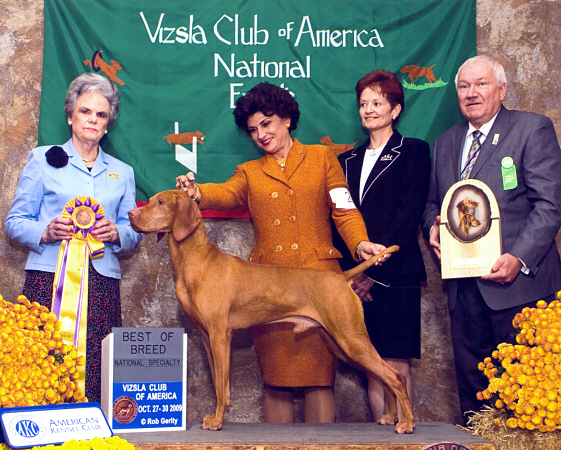 Kennel clearance club vizsla